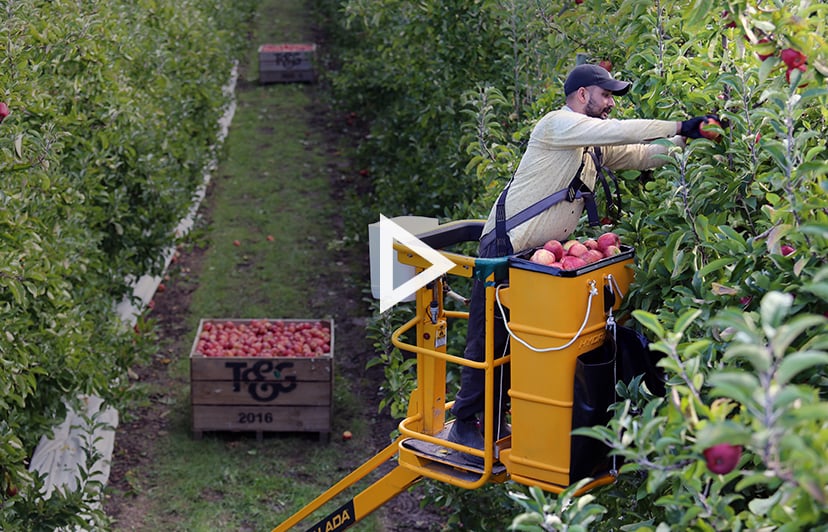 Blog_Video_Apple_Harvest_2022v2