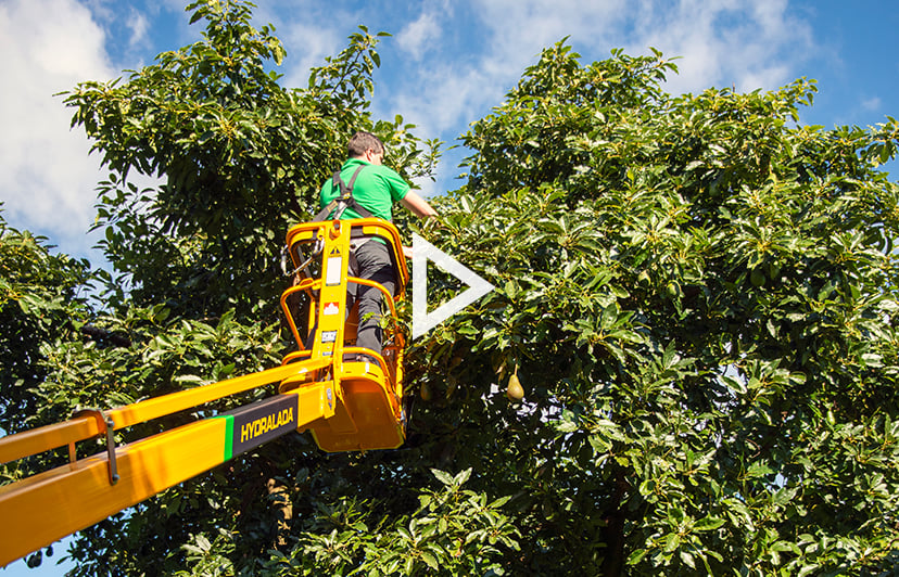 Blog_Video_Avocado_Picking_2021