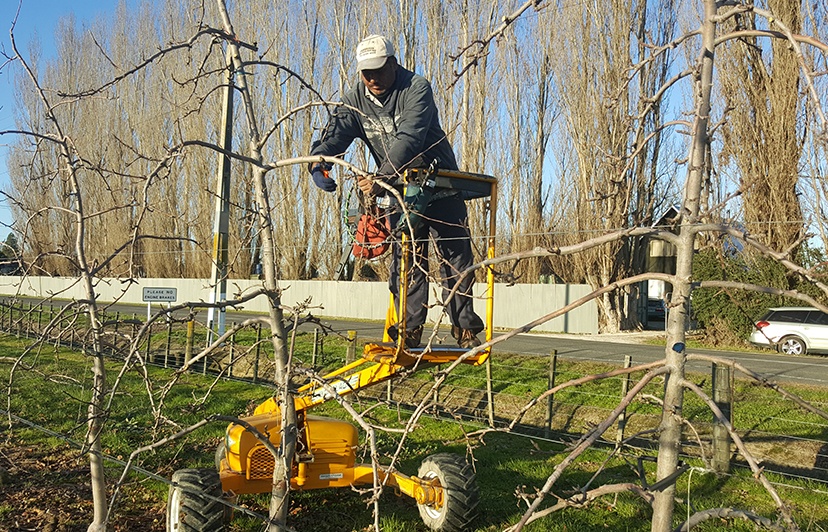 Harvester_Pruning.jpg