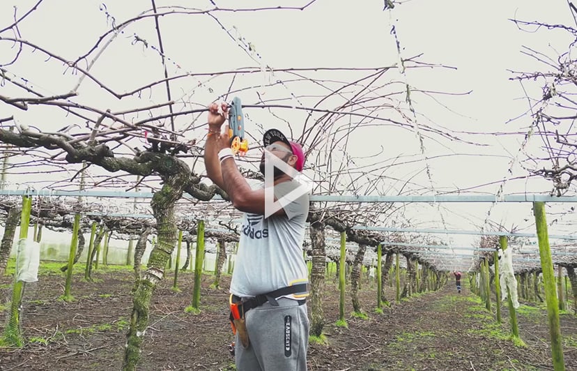 Pellenc_Fixion2_Tying_Machine_Kiwifruit_2022#2-1