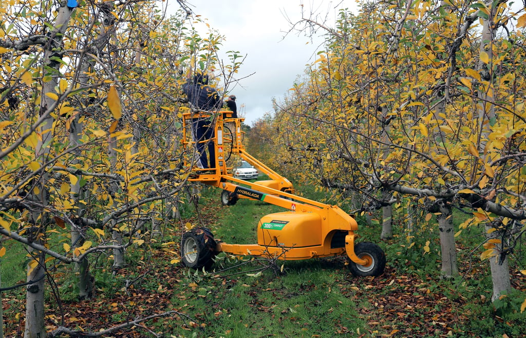 Winter_Pruning.jpg