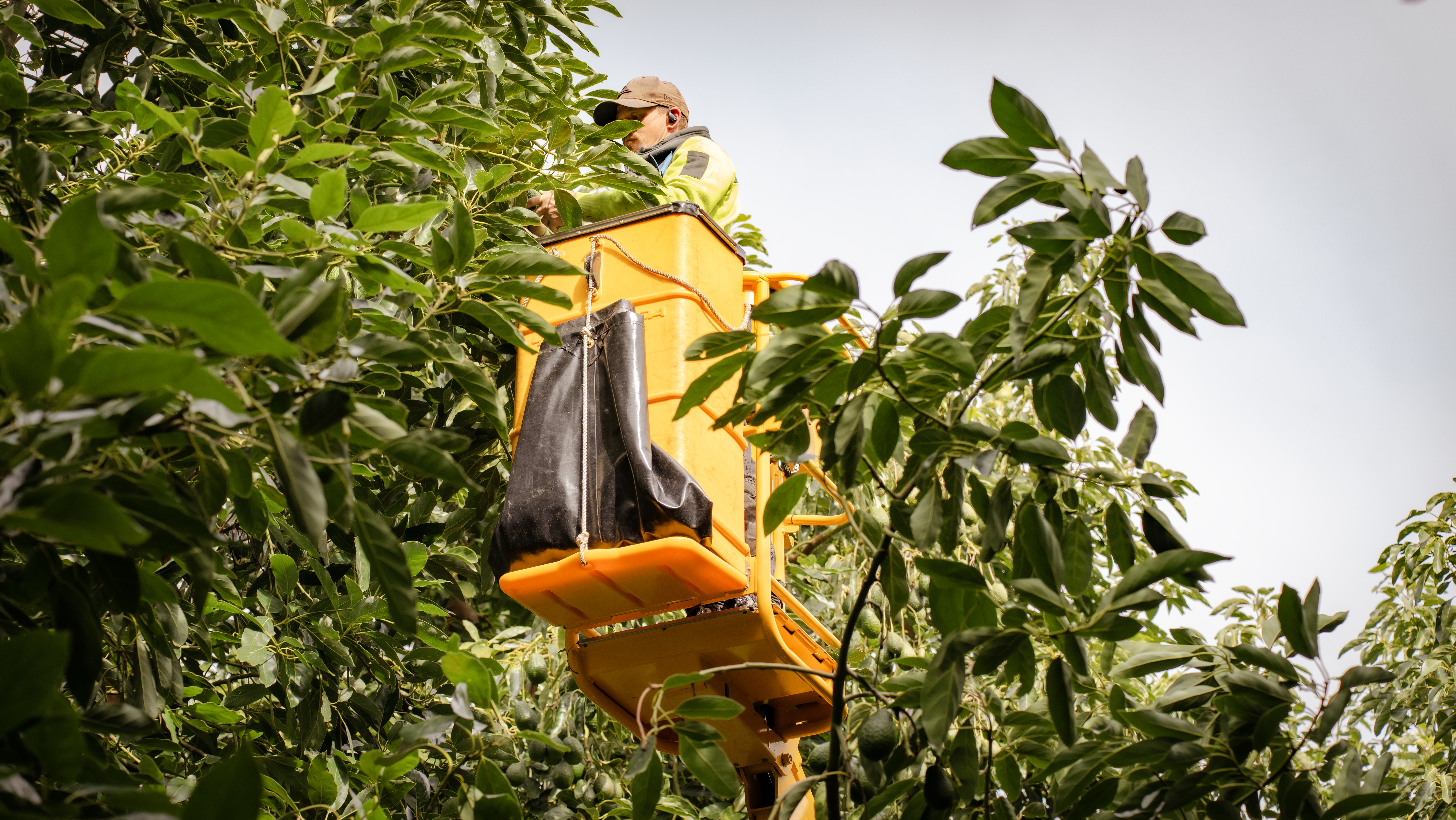 Man in hydralada pruning