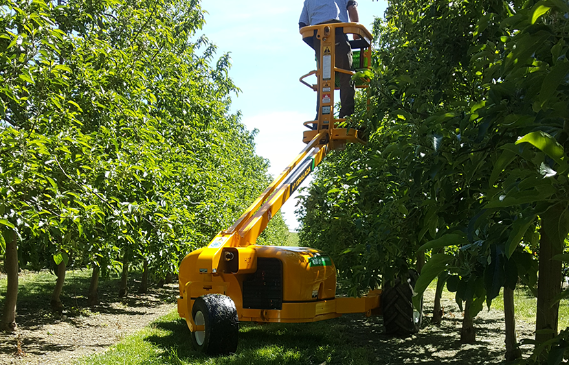 Summer Time In Hawkes Bay Orchards